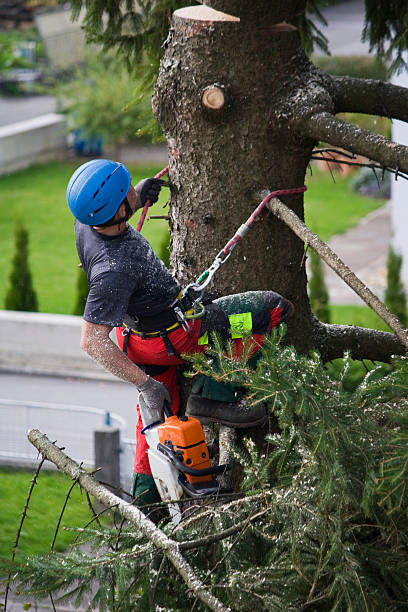 Best Tree Preservation Services  in Hydesville, CA